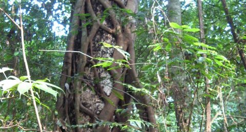 Arbre de la forêt équatoriale