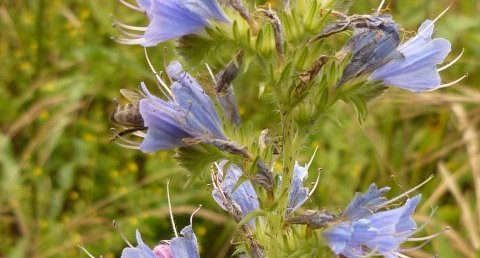 Fleurs de vipérine