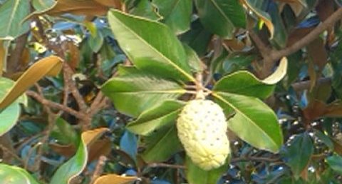 Magnolia a grande fleur