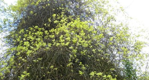 Actinidia.