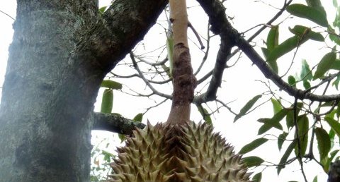 Durian