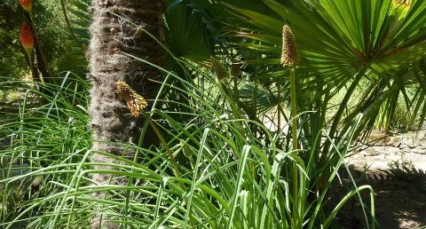 Kniphofia luna.