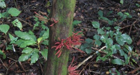 Plante sur un arbre de la forêt équatoriale