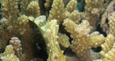 Poisson feuille (Taenianotus triacanthus)