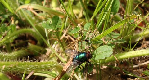 Mouche bleue