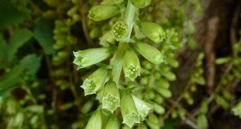 Fleur de nombril de Vénus