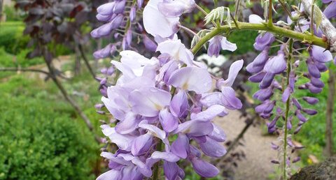 Glycine