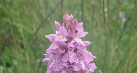 Orchidée sauvage, Orchis mascula