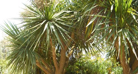 Cordyline australis