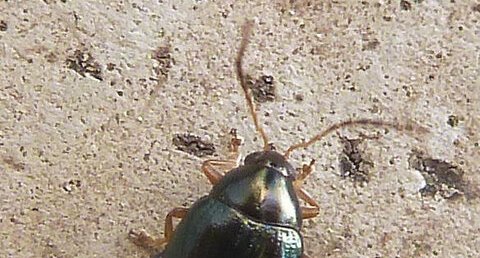 Psylliodes chrysocephala