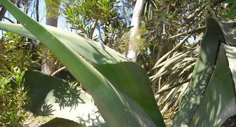 Agave salmiana