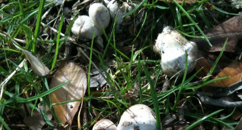 Champignons de Paris-Brecy ?