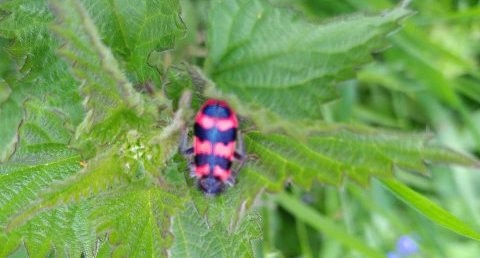 Clairon, Trichodes alvearius, Trichode des ruches