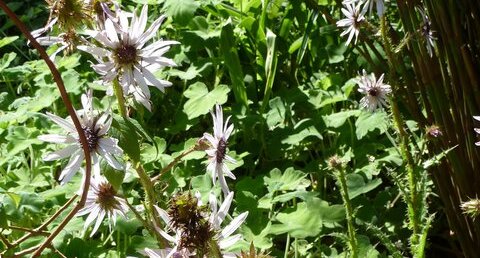 Berkheya purpurea