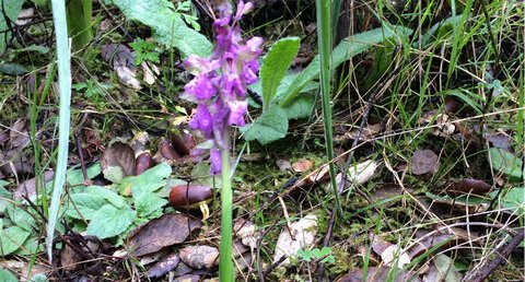 Dactylorhiza maculata