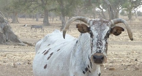 Vache africaine