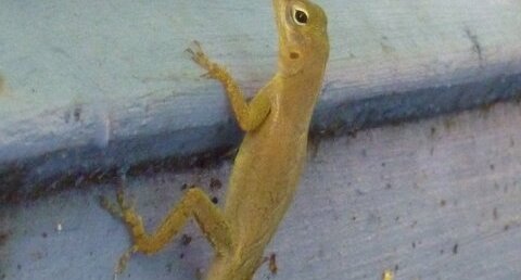 Lézard anolis