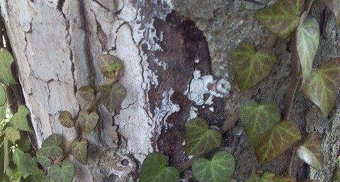 Lierre grimpant (Hedera helix L.)