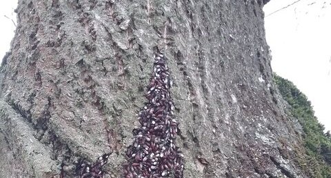 Amas d'insectes sur tronc de tilleul