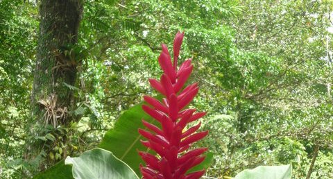 Alpinia