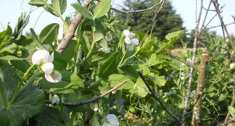 Pois mangetout Norli, Pisum sativum Norli