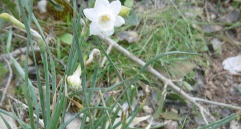 Narcisse douteux