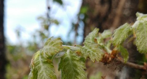 Quercus pyrenaica