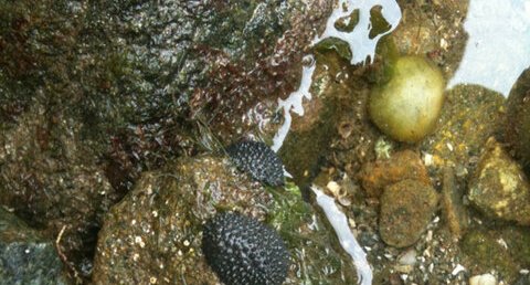 Limaces celtiques (Onchidella celtica)