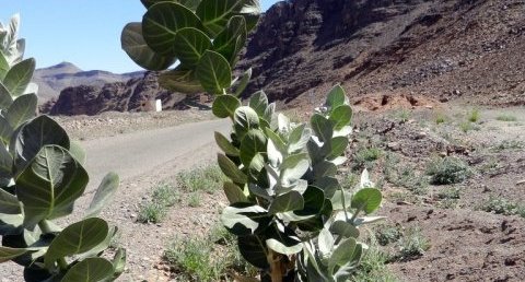 Pommier de sodome/calotropis procera