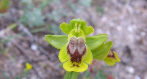 Ophrys corsica