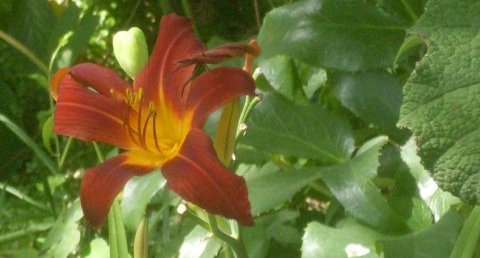 Hemerocallis "papoose"