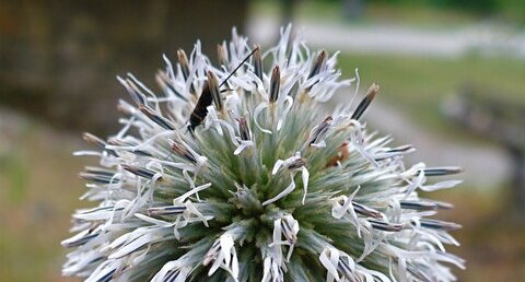 Echinops ritro