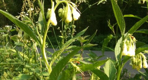 Plante de bord de chemin