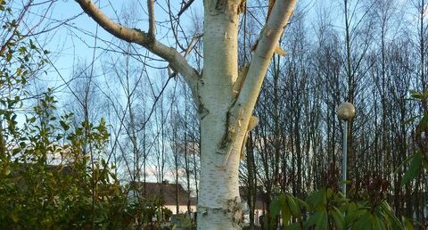 Populus alba (peuplier blanc)