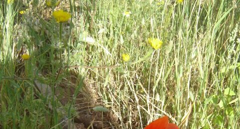 Papaver rhoeas