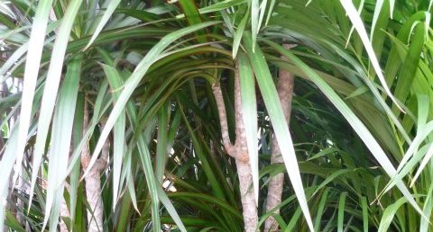 Dracaena