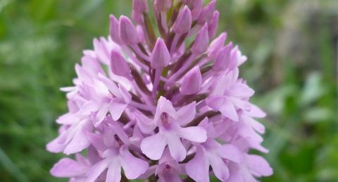 Orchis pyramidal