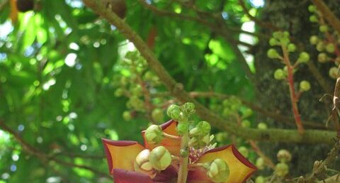 Fleur d'arbre à Boulet de canon, Couroupita guianensis