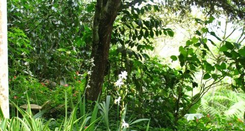 Phalangère en fleurs