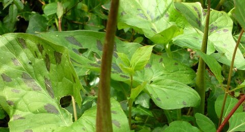 Fleur d'arum sauvage (ou arum d'Italie)