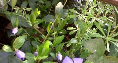 Vinca minor ou petite pervenche