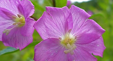 Fleur d'épilobe hérissé