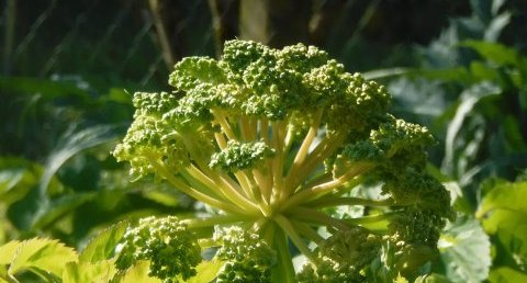 Angélique, très belle plante.