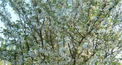 Pommier sauvage en fleur.