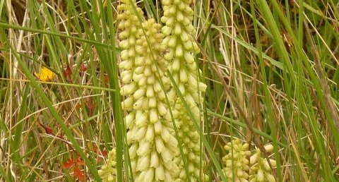 Nombril de Vénus en fleur