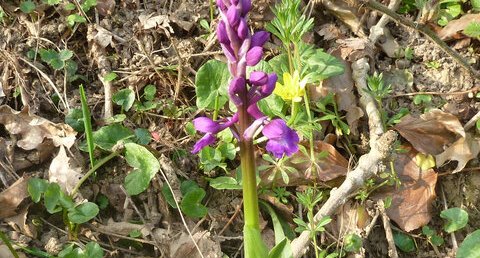 Anacamptis palustris - Orchis palustris