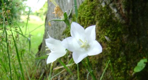 Campanule blanche