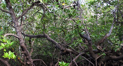 Un bout de Mangrove