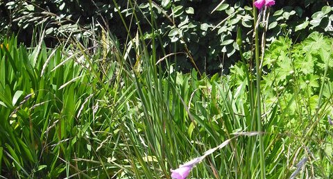 Dierama pulcherrinium