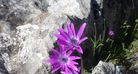 Fleur de corse